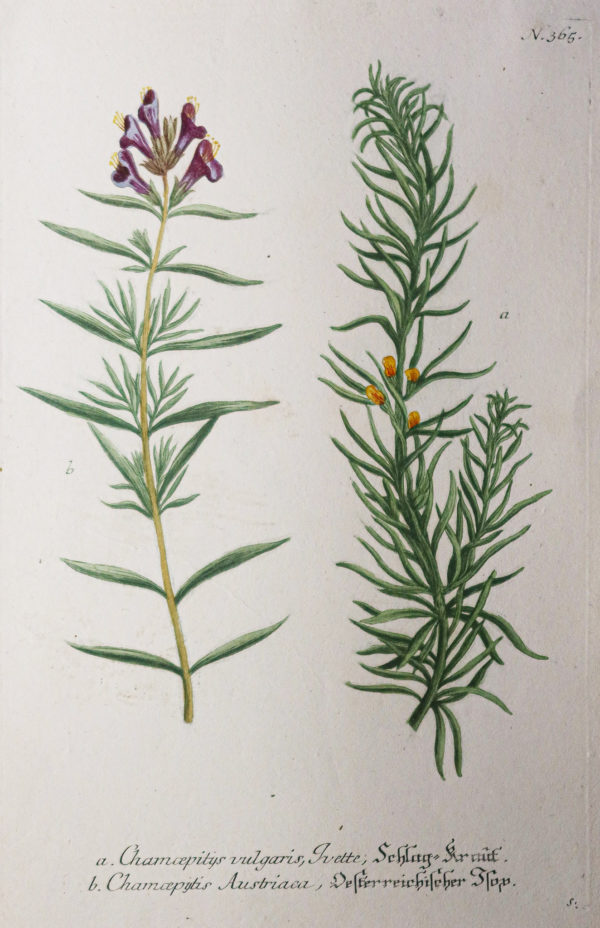 Botanica Iconographia – Fleurs – Botanique