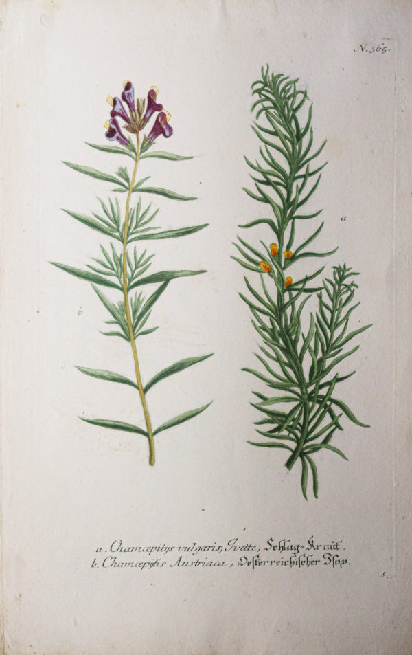 Botanica Iconographia – Fleurs – Botanique