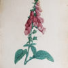 Choix des plus belles fleurs et des plus beaux fruits
