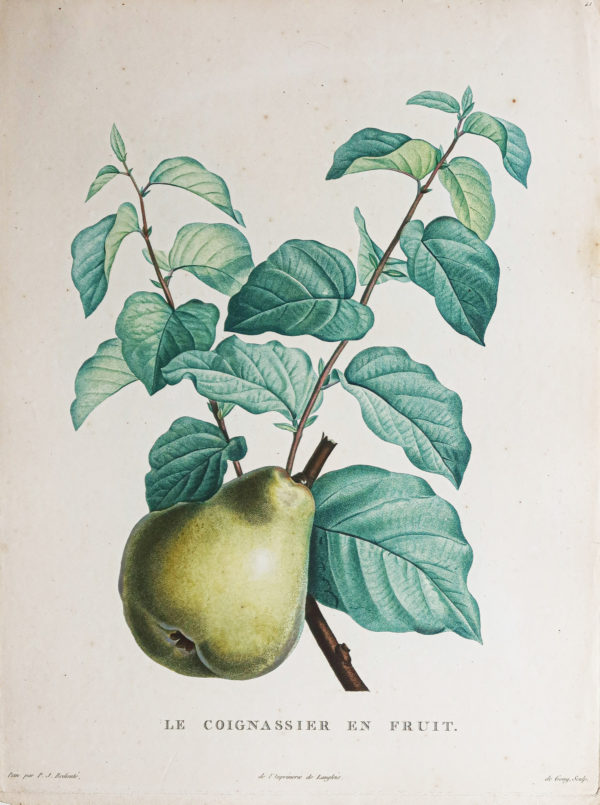 Choix des plus belles fleurs et des plus beaux fruits