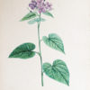 Choix des plus belles fleurs et des plus beaux fruits