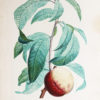 Choix des plus belles fleurs et des plus beaux fruits