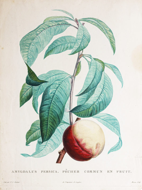 Choix des plus belles fleurs et des plus beaux fruits