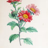 Choix des plus belles fleurs et des plus beaux fruits