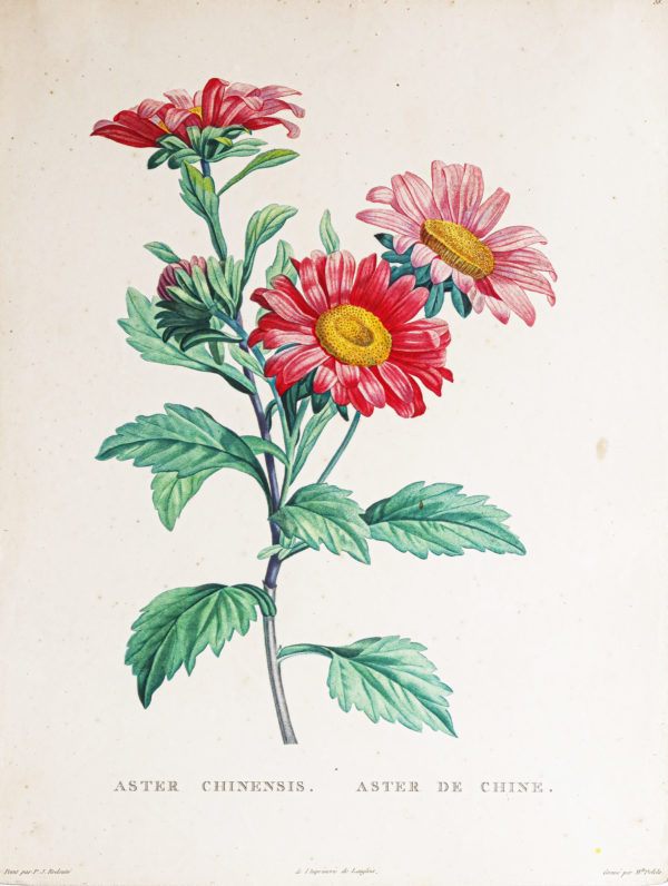 Choix des plus belles fleurs et des plus beaux fruits
