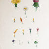 Choix des plus belles fleurs et des plus beaux fruits