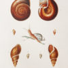 Gravure ancienne - Mollusques