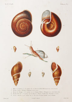Gravure ancienne - Mollusques