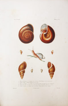 Gravure ancienne - Mollusques