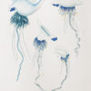 Gravure ancienne - Mollusques