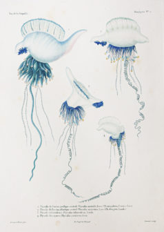 Gravure ancienne - Mollusques