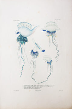 Gravure ancienne - Mollusques