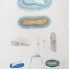 Gravure ancienne - Mollusques