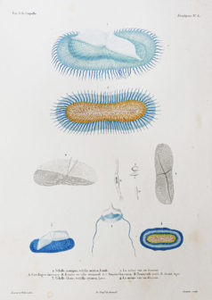 Gravure ancienne - Mollusques