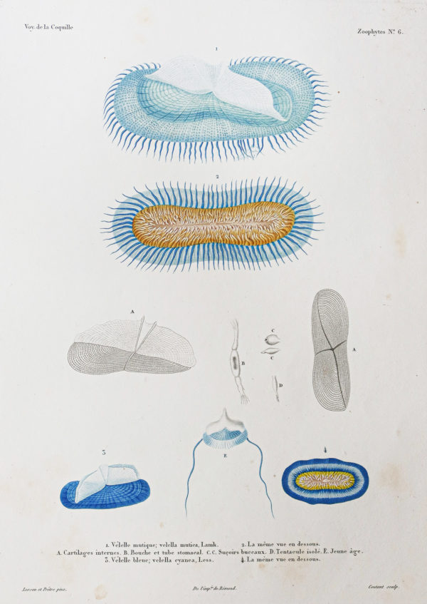 Gravure ancienne - Mollusques