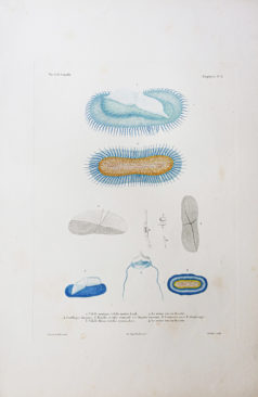Gravure ancienne - Mollusques