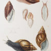 Gravure ancienne - Mollusques