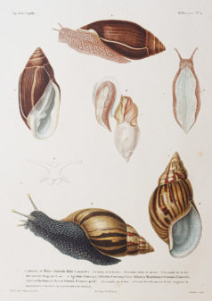 Gravure ancienne - Mollusques