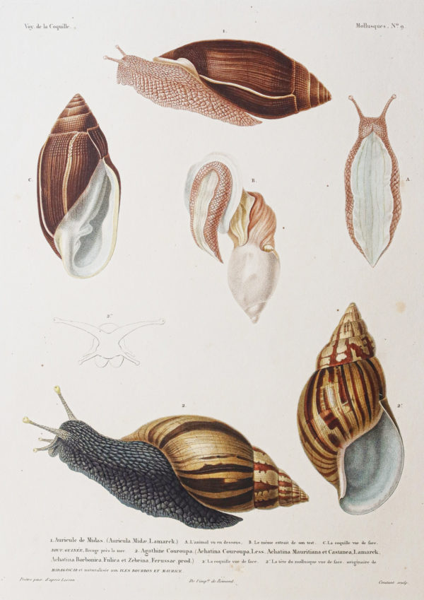 Gravure ancienne - Mollusques