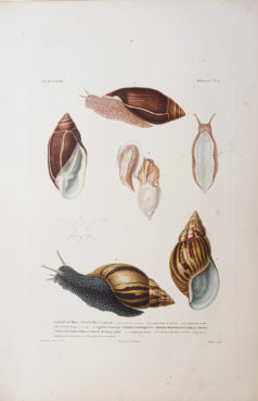 Gravure ancienne - Mollusques
