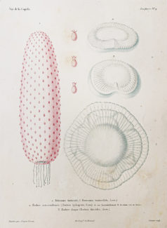Gravure ancienne - Mollusques