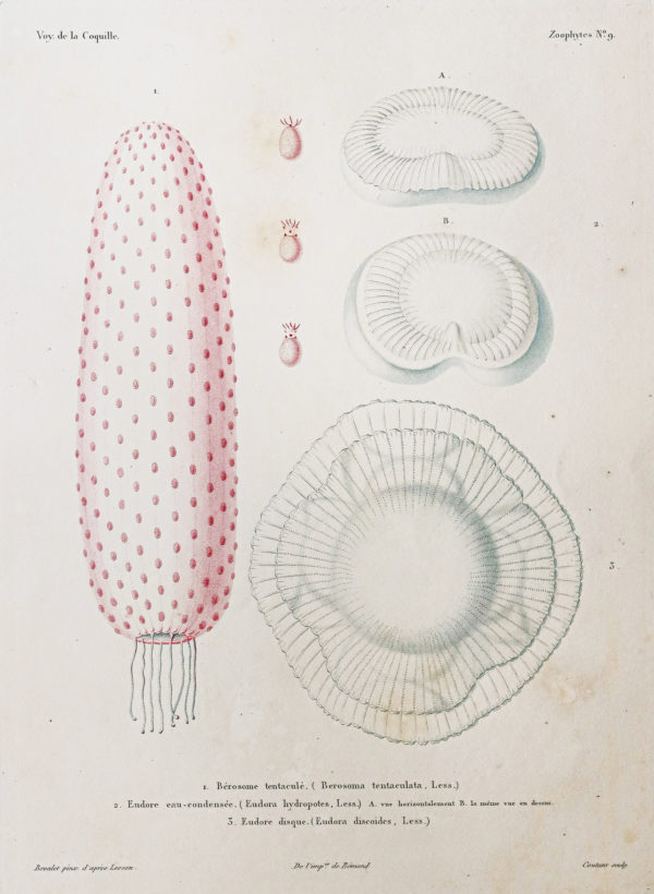 Gravure ancienne - Mollusques