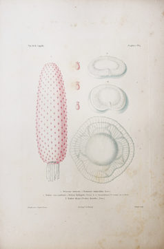 Gravure ancienne - Mollusques