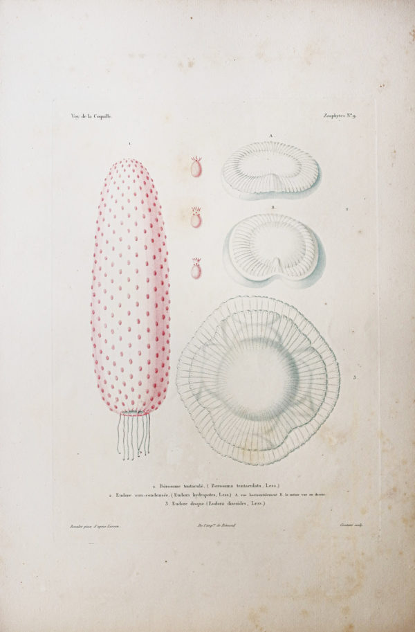 Gravure ancienne - Mollusques