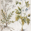 Gravure ancienne de fleurs - Besler