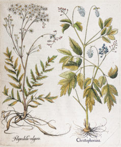 Gravure ancienne de fleurs - Besler