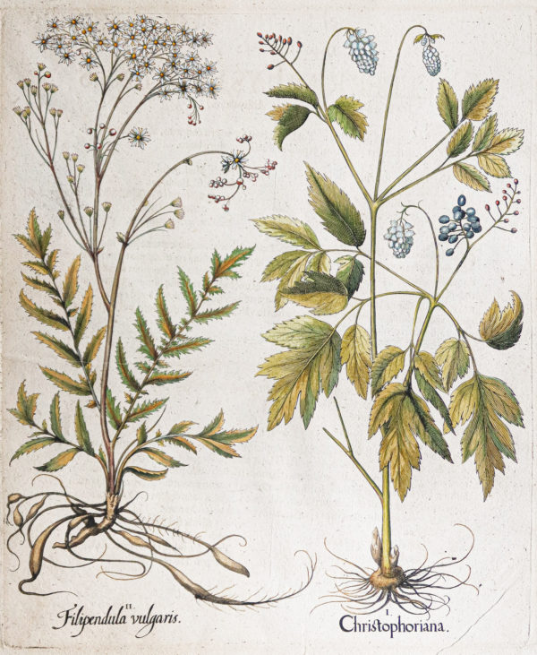 Gravure ancienne de fleurs - Besler