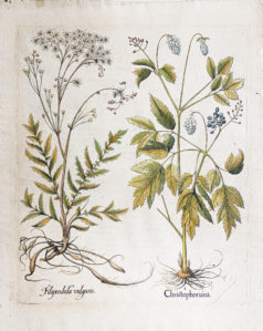 Gravure ancienne de fleurs - Besler