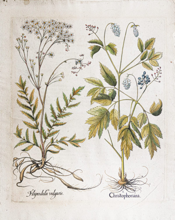 Gravure ancienne de fleurs - Besler