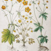 Gravure ancienne de fleurs - Besler