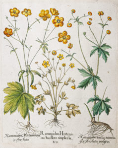 Gravure ancienne de fleurs - Besler