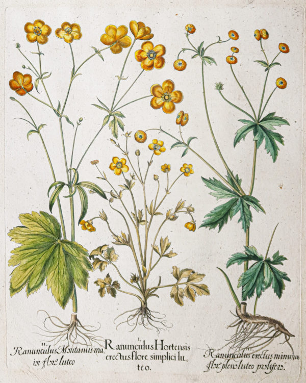 Gravure ancienne de fleurs - Besler