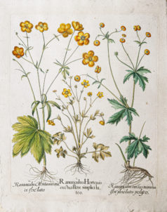 Gravure ancienne de fleurs - Besler