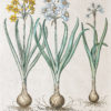 Gravure ancienne de fleurs - Besler