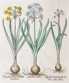 Gravure ancienne de fleurs - Besler