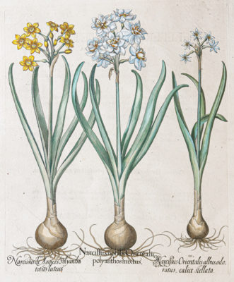 Gravure ancienne de fleurs - Besler