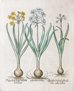 Gravure ancienne de fleurs - Besler