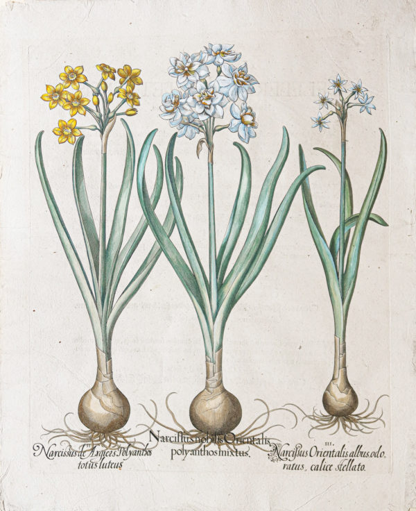 Gravure ancienne de fleurs - Besler