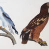 Gravure ancienne - Faucon - Aigle