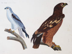 Gravure ancienne - Faucon - Aigle