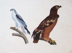 Gravure ancienne - Faucon - Aigle