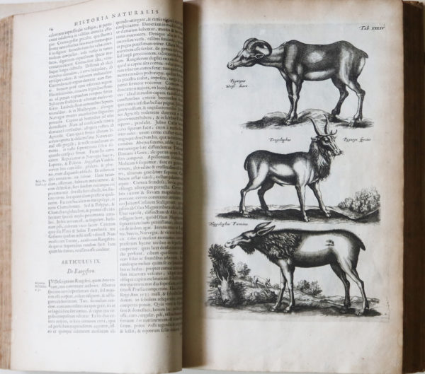 Jonston Jan - Histoire Naturelle
