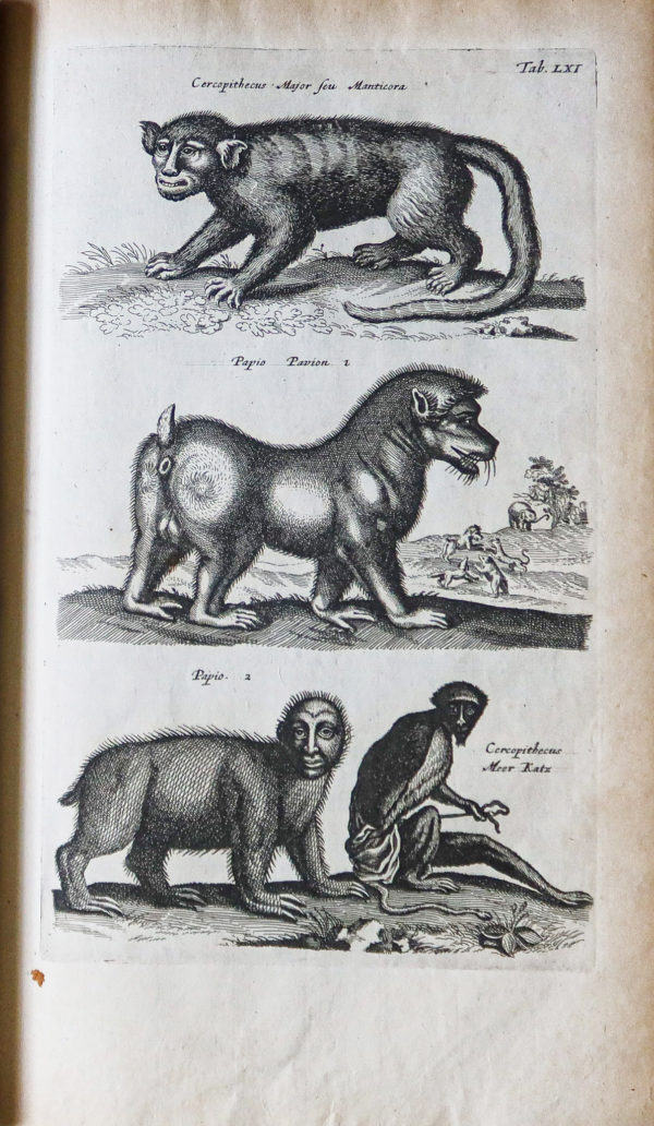 Jonston Jan - Histoire Naturelle