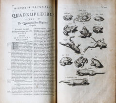 Jonston Jan - Histoire Naturelle