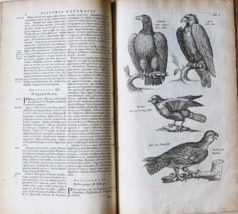 Jonston Jan - Histoire Naturelle