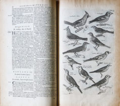Jonston Jan - Histoire Naturelle